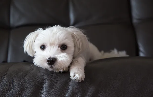 Puppy, pretty, one, pet, lying, mammal, loving, relaxing