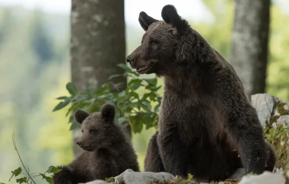 Медведь, медвежонок, медведица