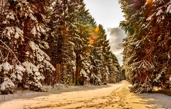 Зима, лес, снег, деревья, пейзаж, тропинки