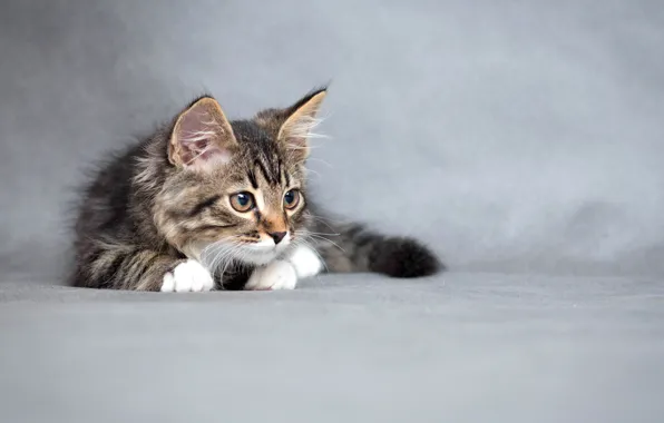 Котенок, пушистый, маленький