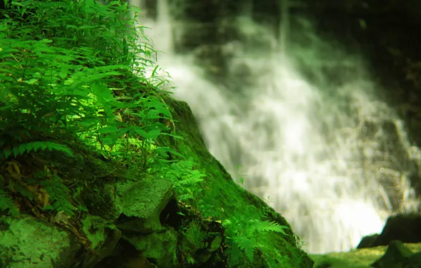 Картинка зелень, трава, вода, скала, водопад, мох, растения