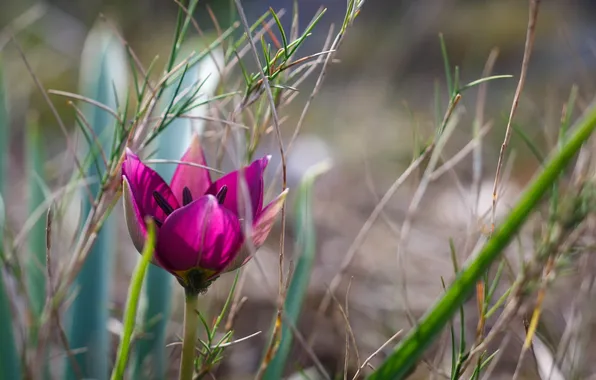 Макро, цветы, природа