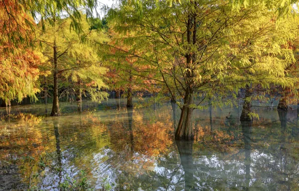 Осень, деревья, природа