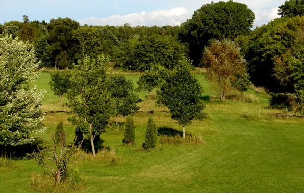 Картинка зелень, поле, лето, трава, деревья, green, Природа, summer