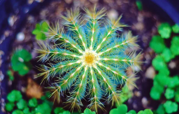 Bokeh, plant, cactus, México, soil, Yuriria, stings