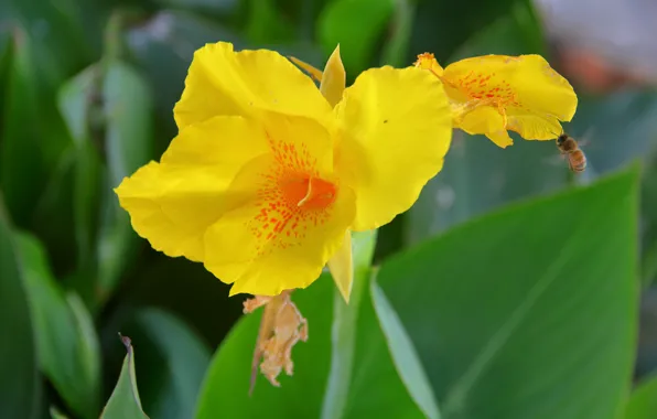 Yellow, flowers, petals, Banana, honeybee