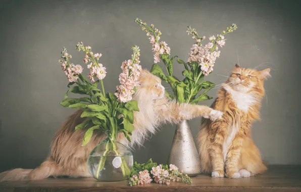 Кошка, кот, кошки, цветы, поза, коты