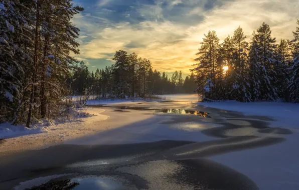 Зима, лес, снег, деревья, озеро, Швеция
