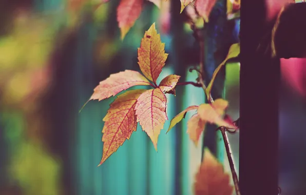 Осень, листья, оранжевые листья, сухие листья
