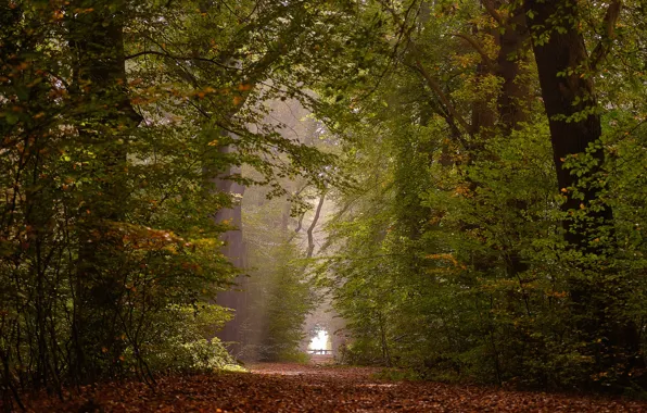 Осень, лес, деревья, Нидерланды, опавшие листья