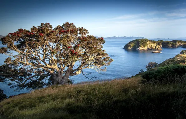 Картинка море, дерево, остров