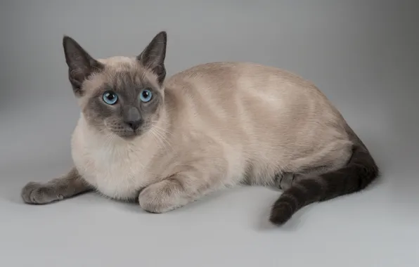 Картинка кошка, фон, портрет, голубые глаза, котейка, Тайская кошка