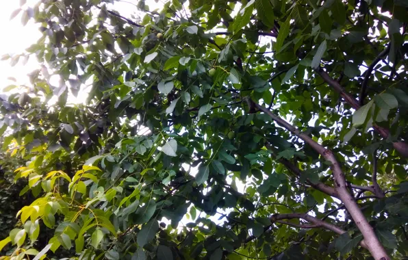 Sun, garden, walnut