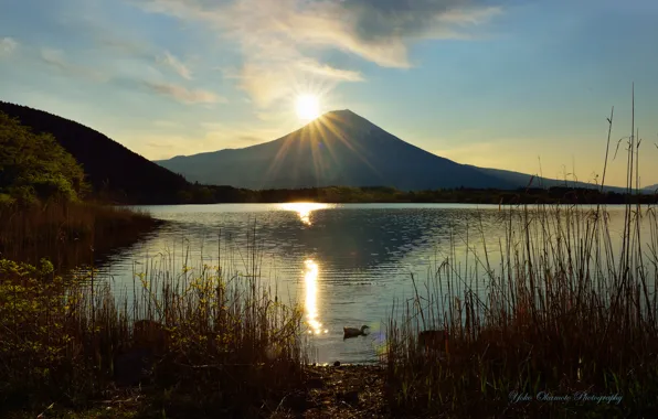 Картинка солнце, озеро, вулкан, камыш, утка, Yoko Okamoto
