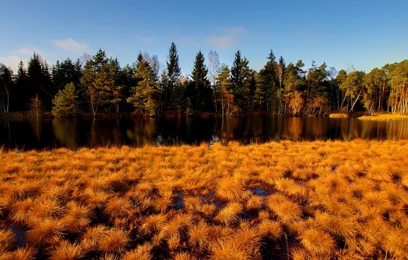 Картинка осень, лес, трава, река, желтая