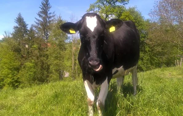 Green, white, grass, black, trees, animal, meadow, switzerland
