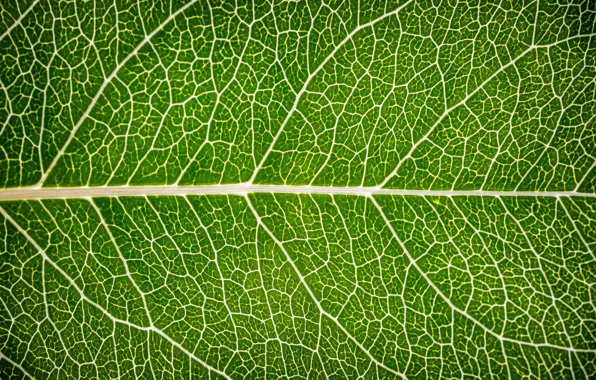 Макро, лист, зеленый, фон, green, texture, macro, leaf