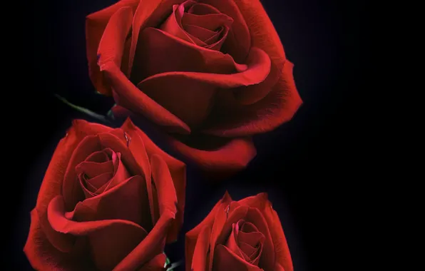 Rose, darkness, bouquet of roses