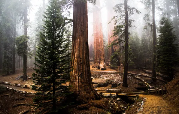 Картинка forest, tree, sequoia, redwood