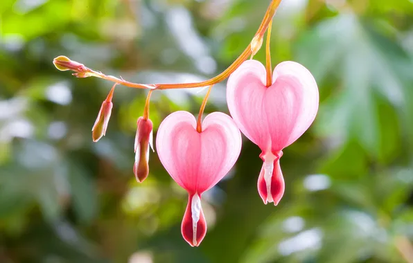 Ветки, лепестки, розовые