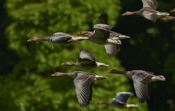 Картинка wallpaper, Birds, Flying, Geese, Flock, Wild Geese