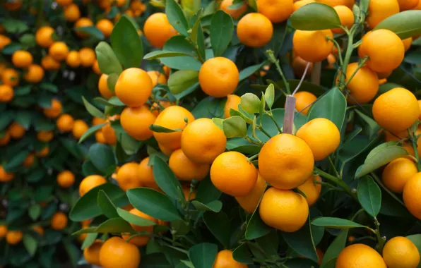 Апельсины, фрукты, fresh, листики, leaves, orange, fruits