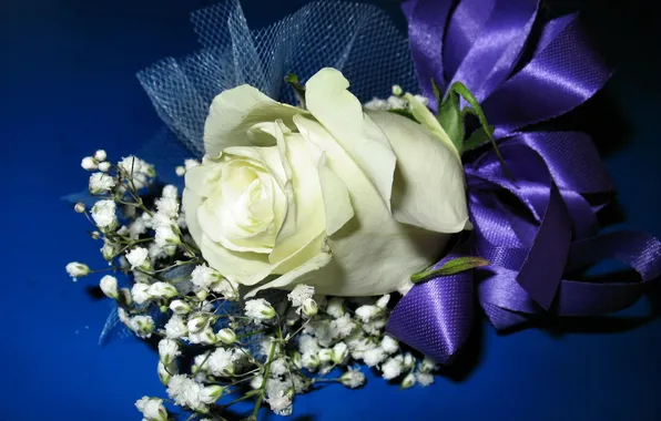 Лента, бантик, 8 марта, синий фон, белая роза