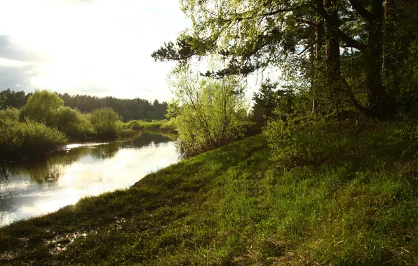 Картинка лес, вода, деревья, пейзаж, природа, река, настроение, вечер