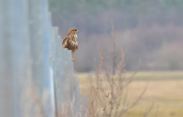 Field, fence, hawk