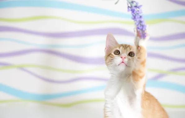 Кошка, цветок, кот, взгляд, полоски, поза, котенок, игра