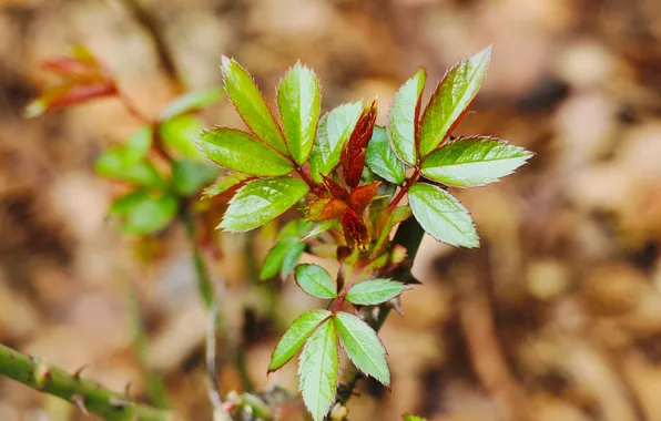Spring, leaf, twig