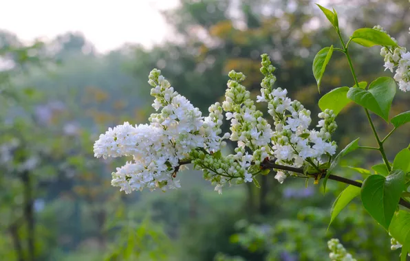White, flower, spring, lilac, twig