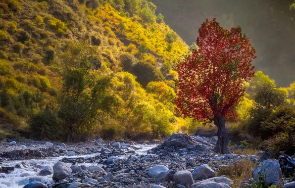 Картинка осень, пейзаж, природа, ручей, камни, дерево, растительность