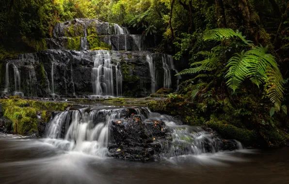 Лес, река, водопад, Новая Зеландия, каскад, New Zealand, папортник, Purakaunui Falls