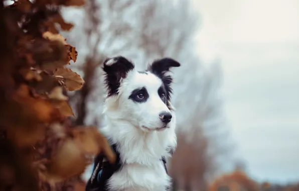 Взгляд, друг, собака