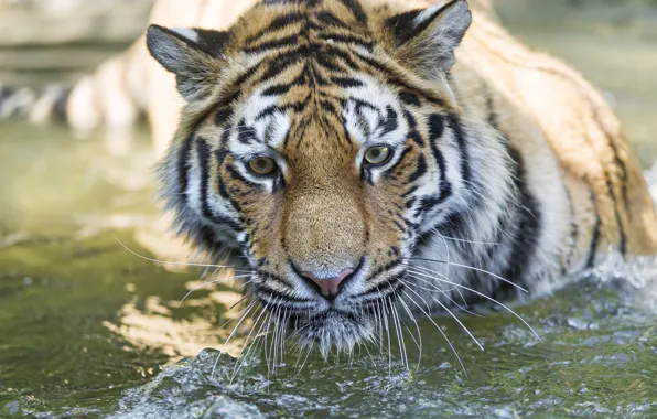 Картинка кошка, взгляд, морда, вода, тигр, купание, амурский, ©Tambako The Jaguar