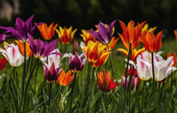 Картинка весна, тюльпаны, пестрый