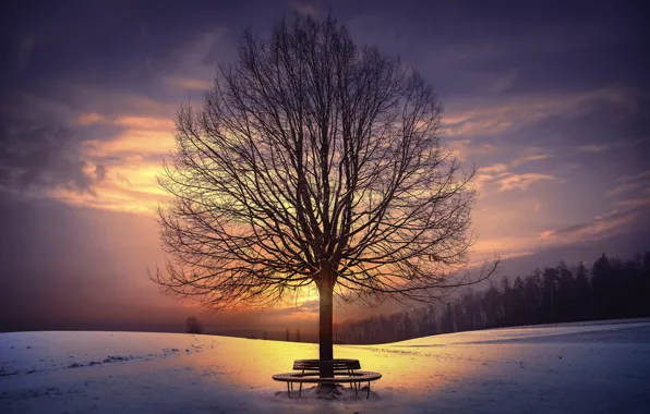Картинка зима, закат, дерево, скамья
