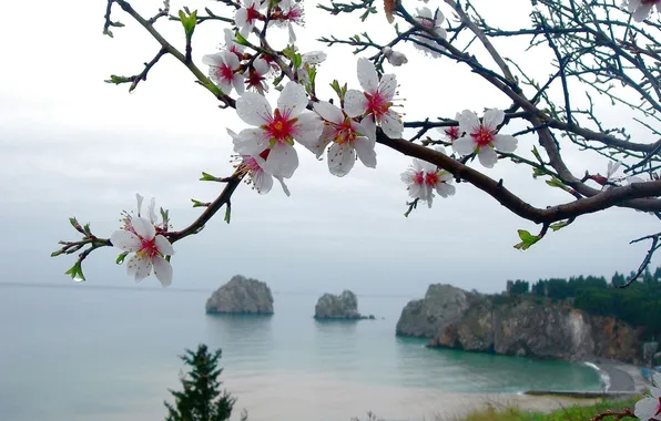 Картинка море, цветы, скалы, ветка, весна, яблоня