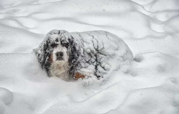 Зима, взгляд, снег, друг, собака