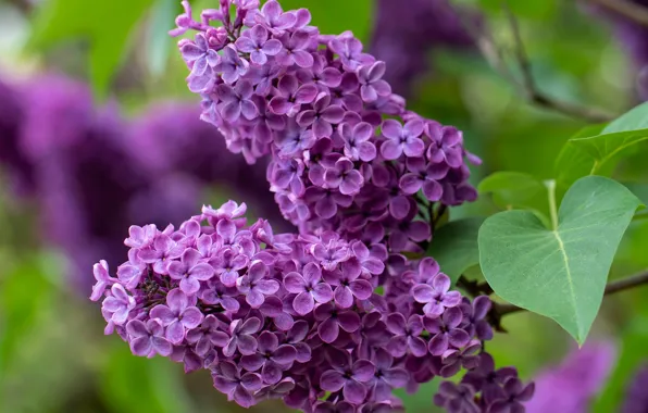 Flower, spring, lilac