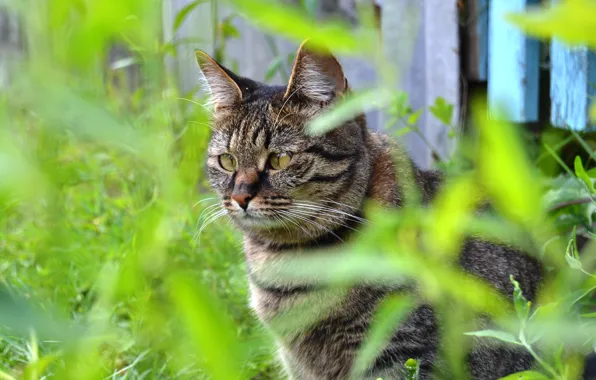 Картинка кошка, трава, взгляд