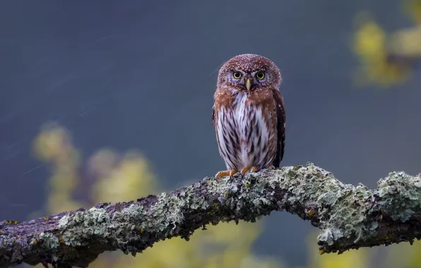 Птицы, Ветки, Совообразные, northern pygmy owl