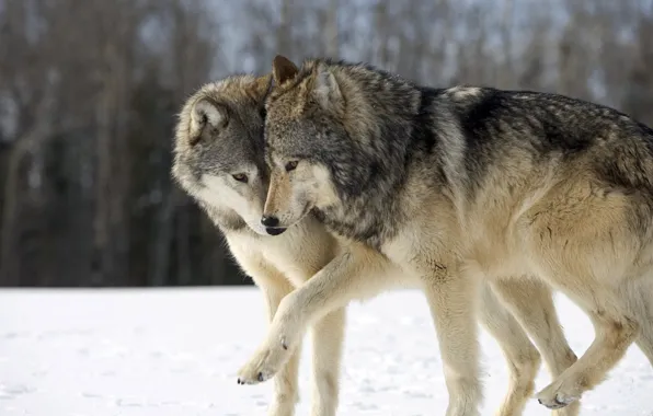 Картинка nature, predator, animal, wolf, wildlife, portrait, portrait., Canis lupus. face
