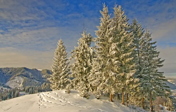 Картинка зима, снег, горы, следы, природа, ели, мороз, Nature