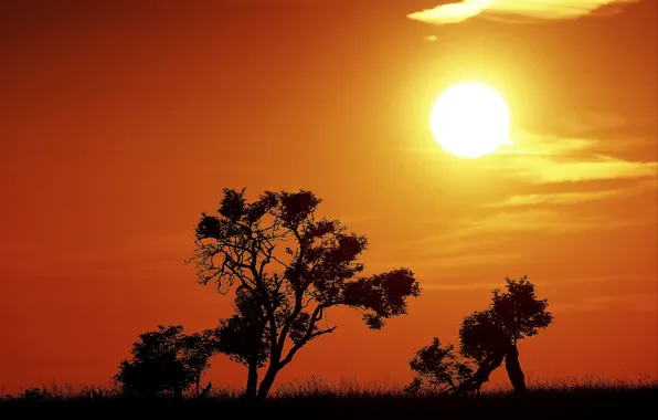Fireball, trees, sunset, sun, silhouettes