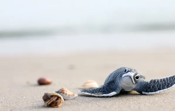 Symbol, swimsuit, travel, turtle, towels