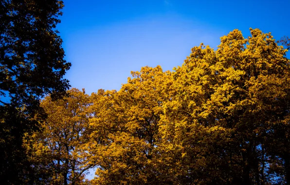 Sky, Blue, Sun, Autumn, Forest, Trees, Leaves, Bright