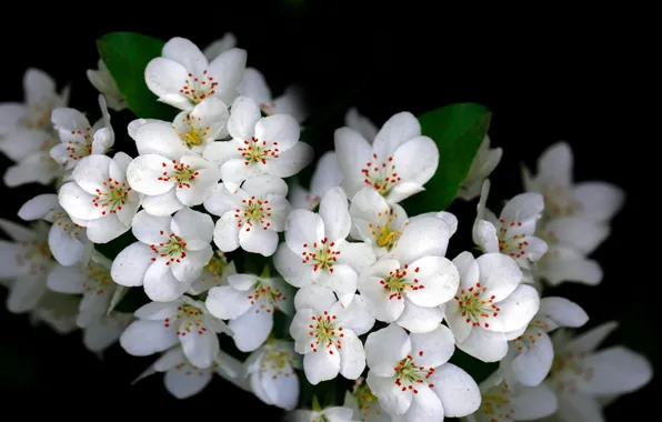 Nature, garden, plant, white flowers