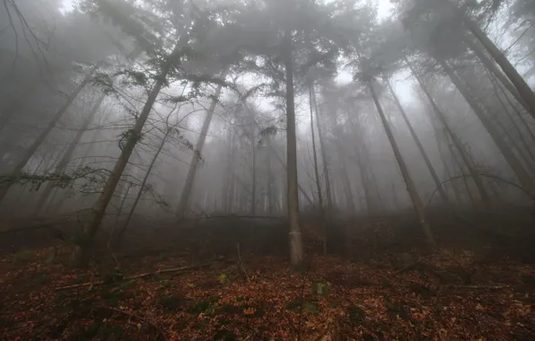 Осень, лес, туман, листва, forest, Autumn, leaves, fog